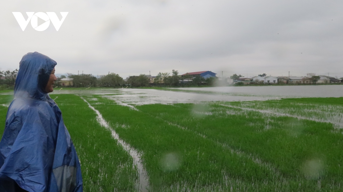 Mưa lớn giữa mùa xuân, 7.600 héc ta lúa ở Thừa Thiên Huế ngập úng