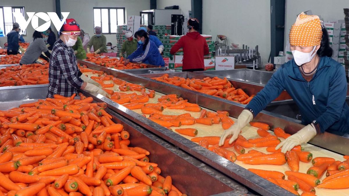 Xuất khẩu cà rốt ở Hải Dương đang có tín hiệu tích cực