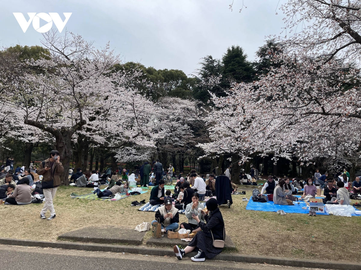 Hoa anh đào nở sớm, khách tham quan đông đúc tại thủ đô Tokyo