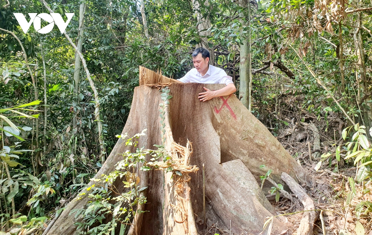 Ai đốn hạ nhiều cây gỗ lớn trong rừng phòng hộ ở Bình Định?
