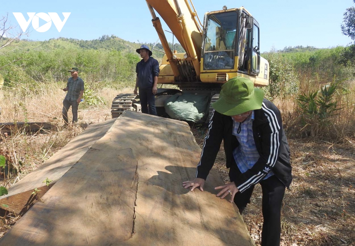 Vụ giấu gỗ trong bãi chứa cát ở Kon Tum: Phát lộ thêm gỗ khủng