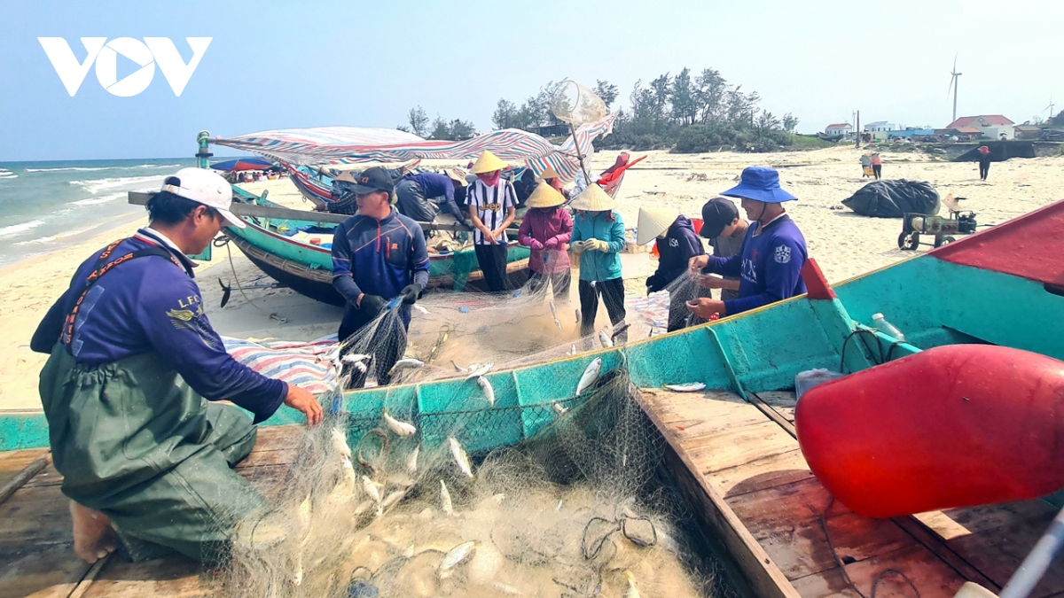 Trúng lộc biển, ngư dân Quảng Bình dựng lều gỡ cá ngay tại bờ