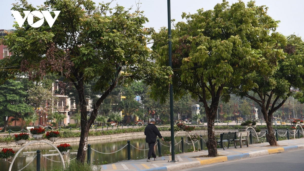 Hà Nội di dời hàng cây nhãn trên phố đi bộ Trịnh Công Sơn