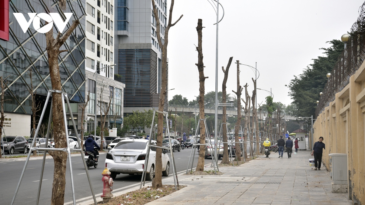 Loạt cây xanh trên đường Huỳnh Thúc Kháng kéo dài có dấu hiệu khô héo
