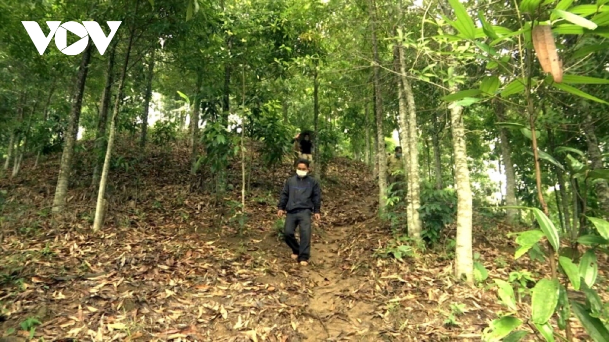Quảng Nam khuyến khích dân miền núi bỏ trồng keo sang trồng rừng gỗ lớn