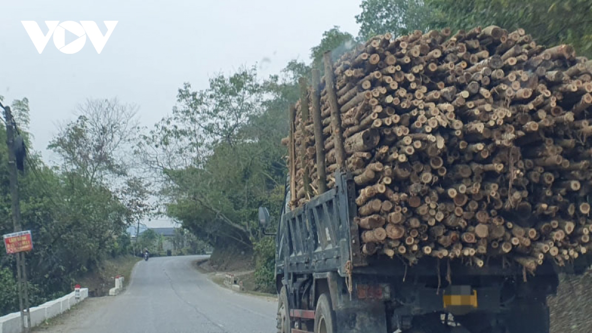 Khó quản lý xe chở gỗ rừng trồng
