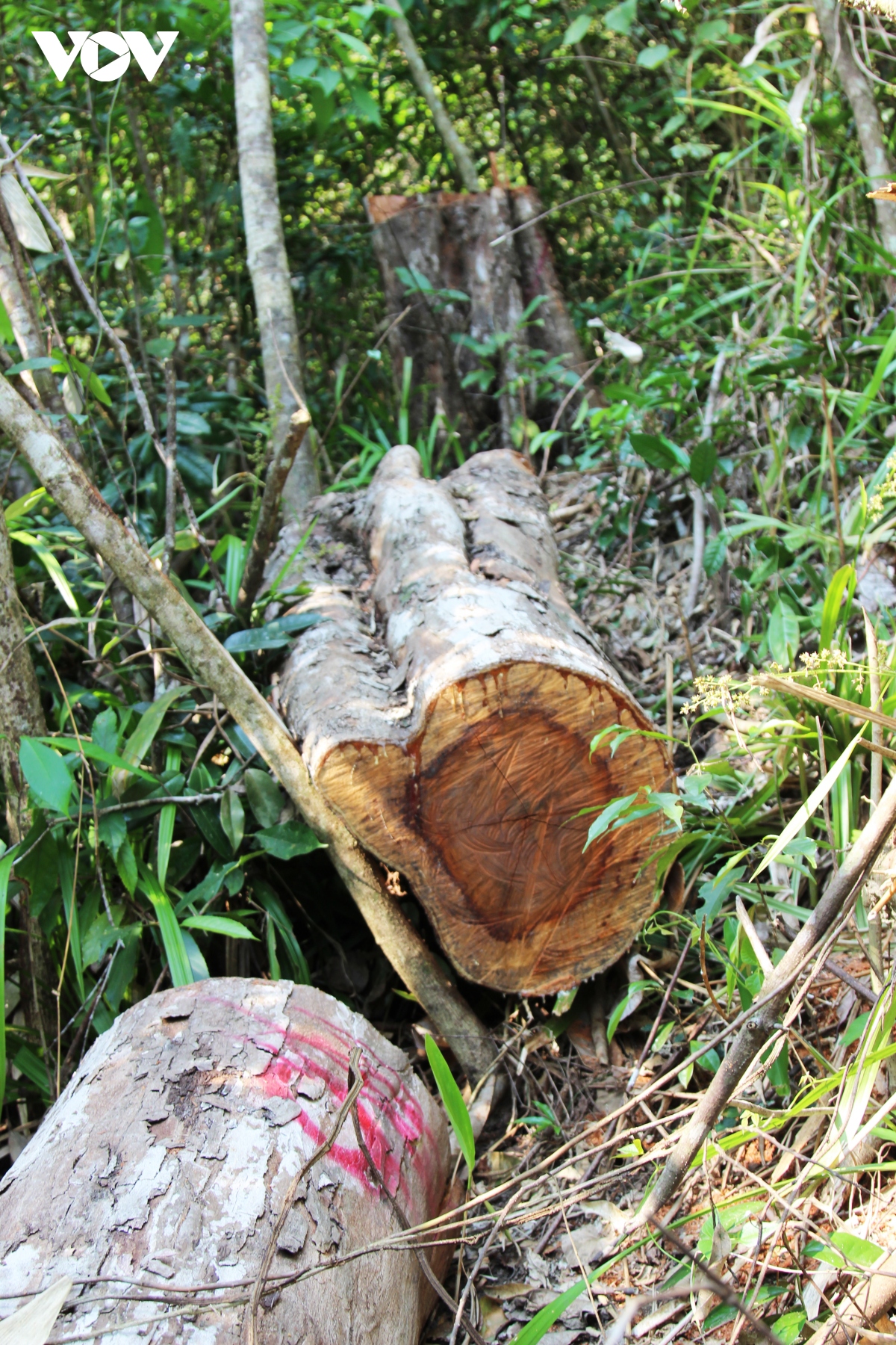 UBND tỉnh Bình Định yêu cầu làm rõ vụ phá rừng phòng hộ sau phản ánh của VOV