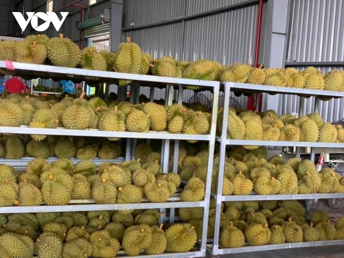 Ồ ạt trồng sầu riêng: Nguy cơ mất thị trường xuất khẩu