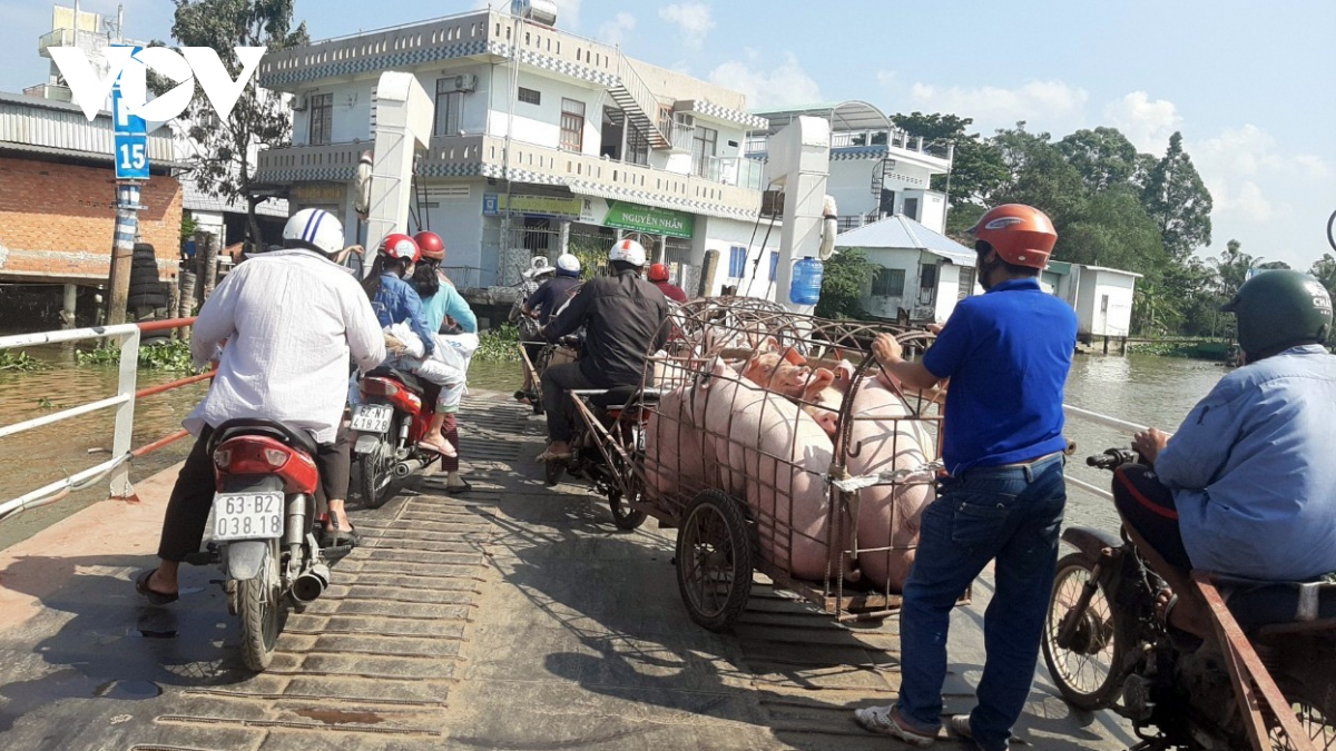 Rớt giá kéo dài, người nuôi heo ở Tiền Giang thua lỗ