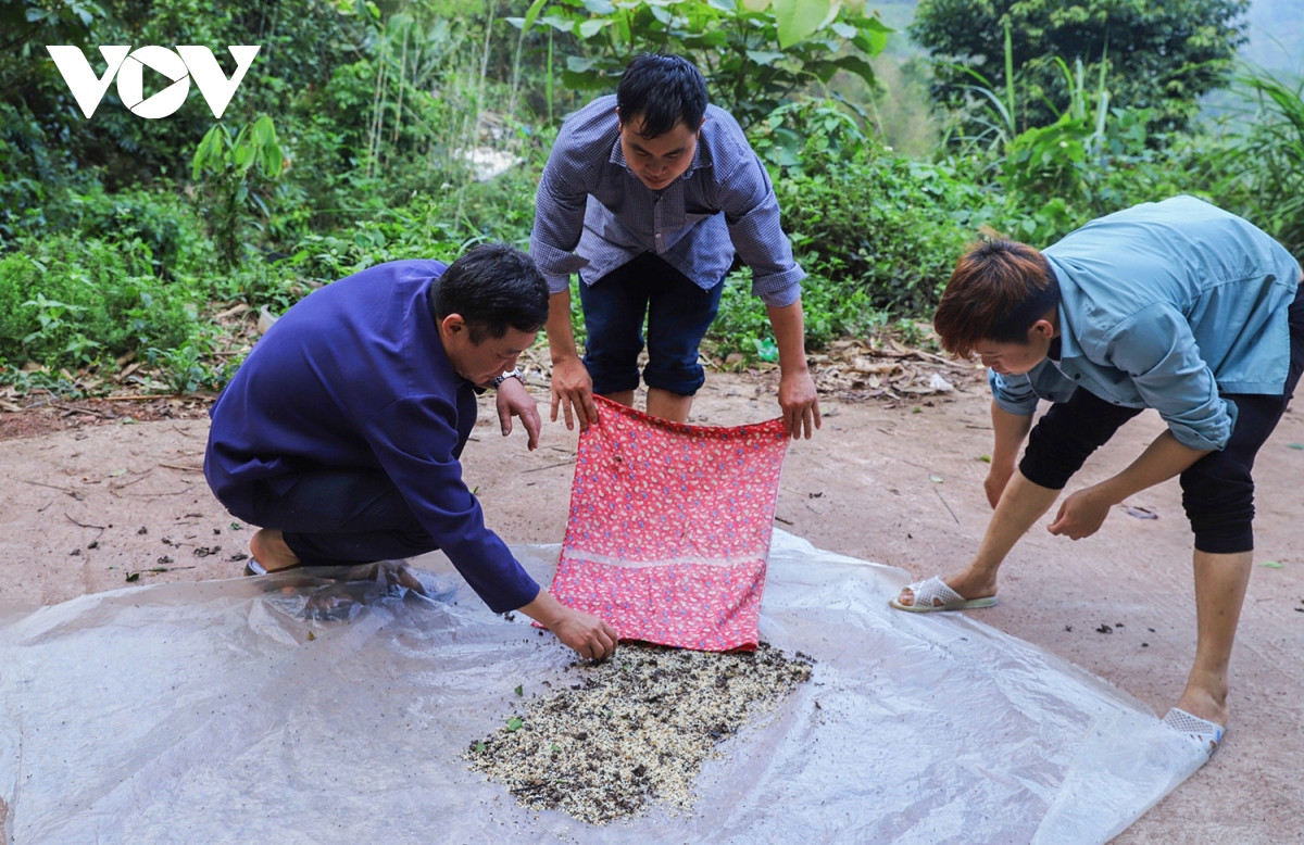 “Hái” trứng kiến trên rẻo cao Bình Liêu