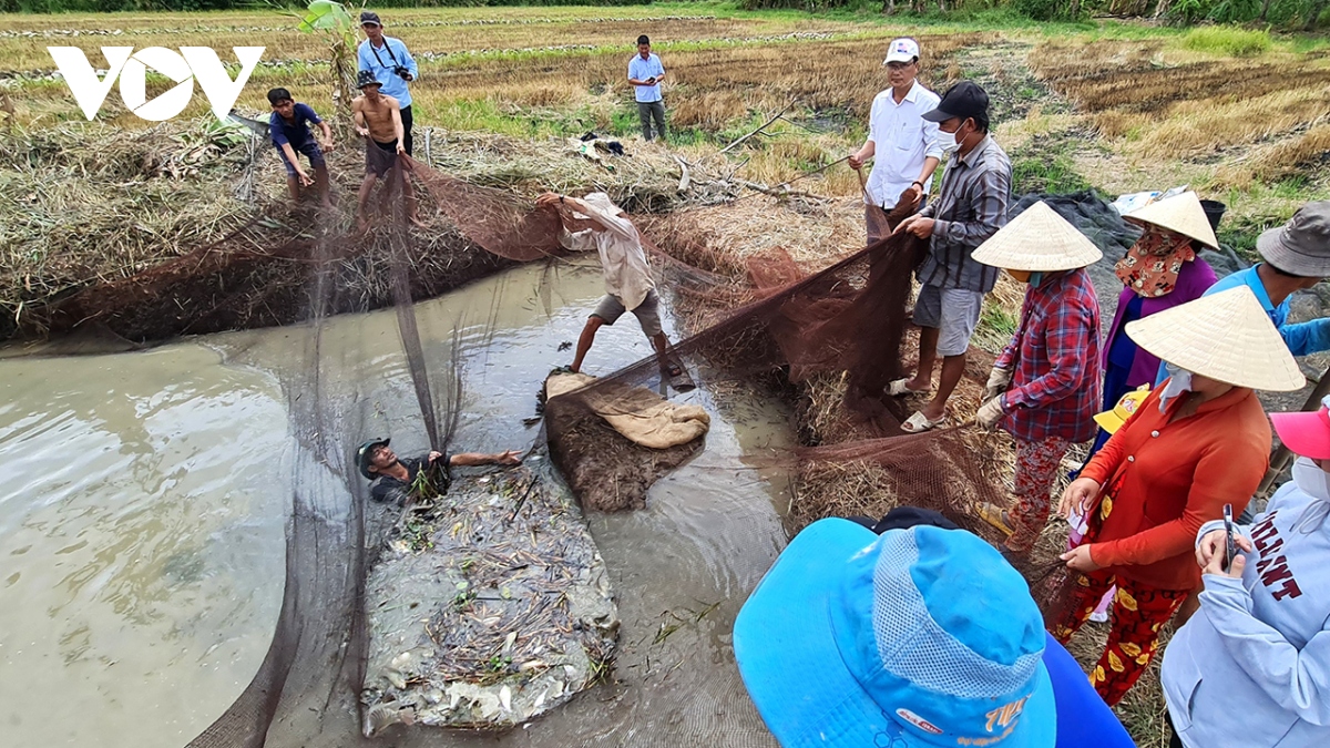 Khai thác cần gắn với bảo vệ nguồn lợi cá đồng Cà Mau