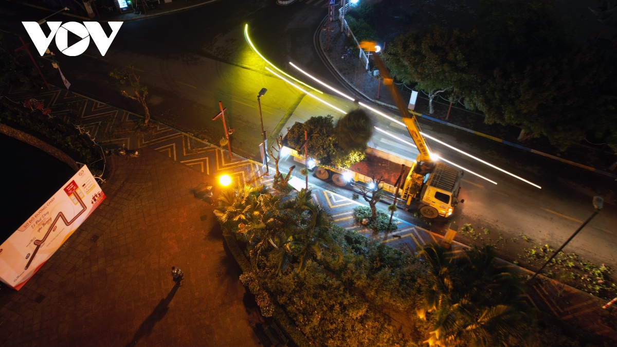 Đánh chuyển hàng loạt cây nhãn trên phố đi bộ Trịnh Công Sơn