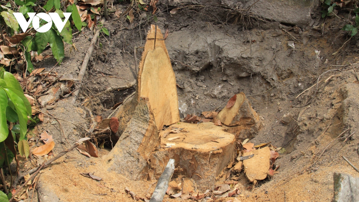 Phú Yên điều tra, xử lý 2 vụ phá rừng tự nhiên
