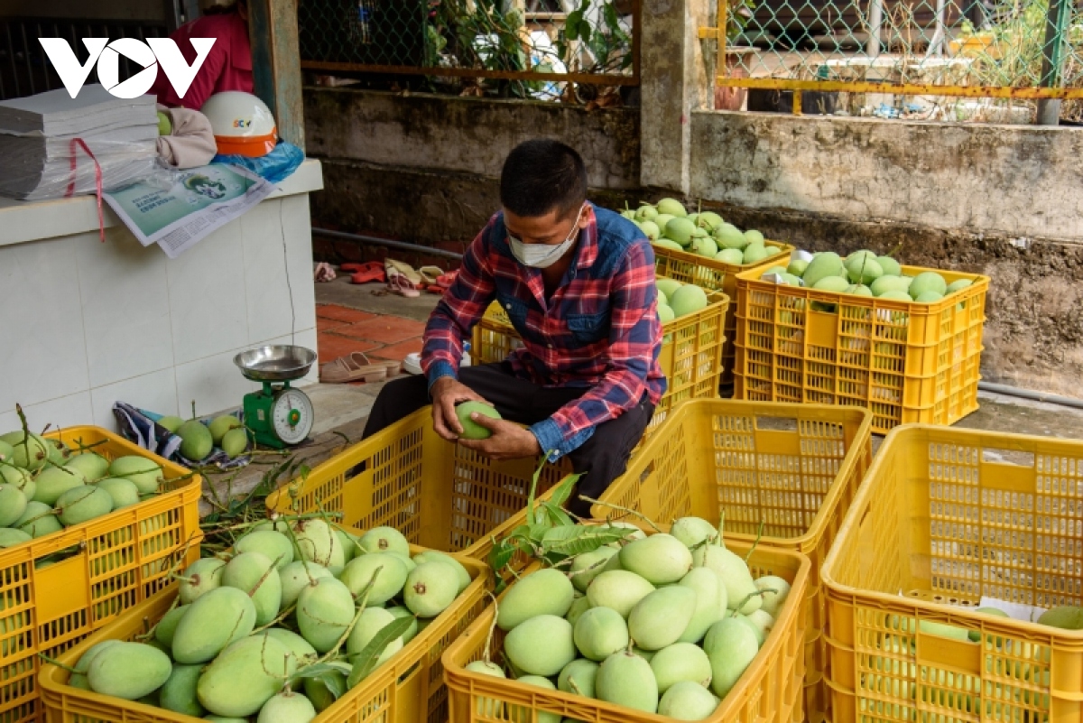 Hội Ngành hàng Xoài Đồng Tháp sẽ xây dựng chuỗi liên kết 4 nhà