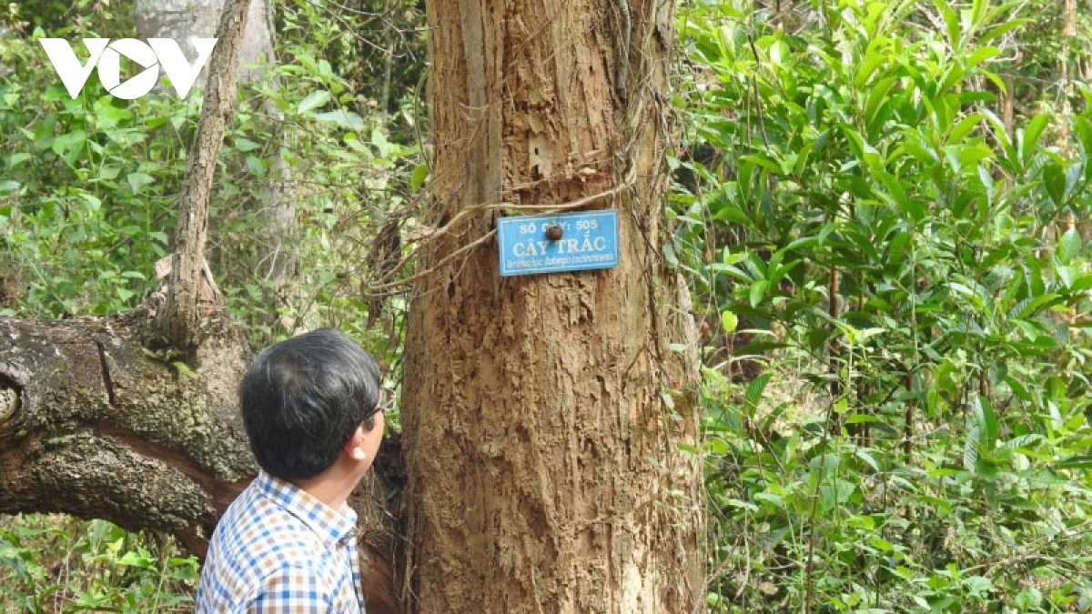 Gỗ trắc chết khô trong rừng: Cả tỉnh Kon Tum chưa biết xử lý thế nào