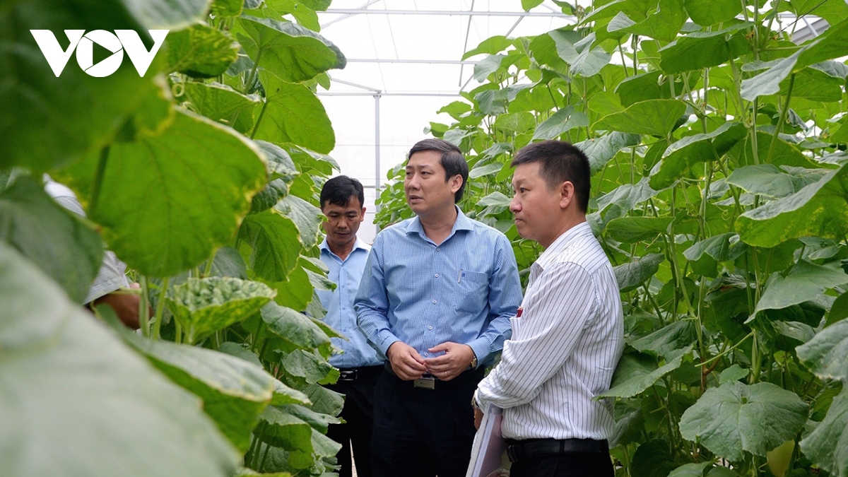 Hỗ trợ phát triển nông nghiệp công nghệ cao ở Bà Rịa-Vũng Tàu chứng tỏ hiệu quả