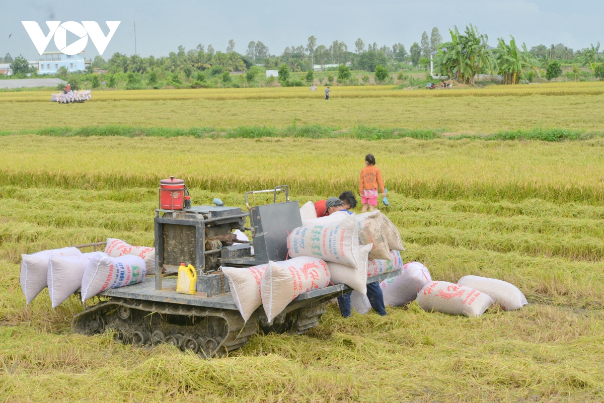 Hơn 51.000 ha lúa đảm bảo chi trả tín chỉ carbon