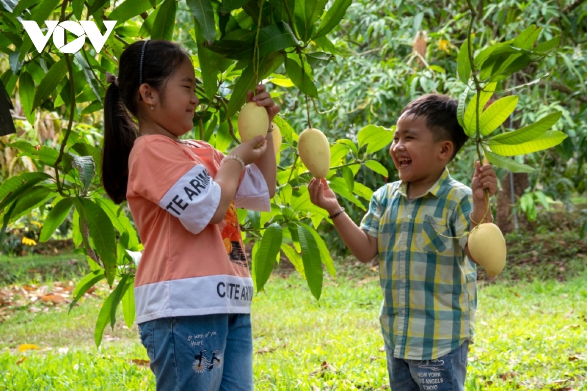 Hành trình trái xoài Đồng Tháp từng bước khẳng định vị thế, thương hiệu