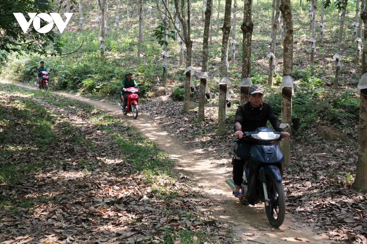 "Canh" lửa, bảo vệ 13 nghìn ha cây cao su ở Lai Châu