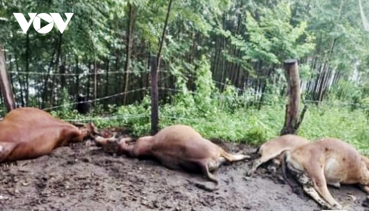 Giông sét làm chết 6 con bò và hư hỏng cầu treo dân sinh ở Sơn La