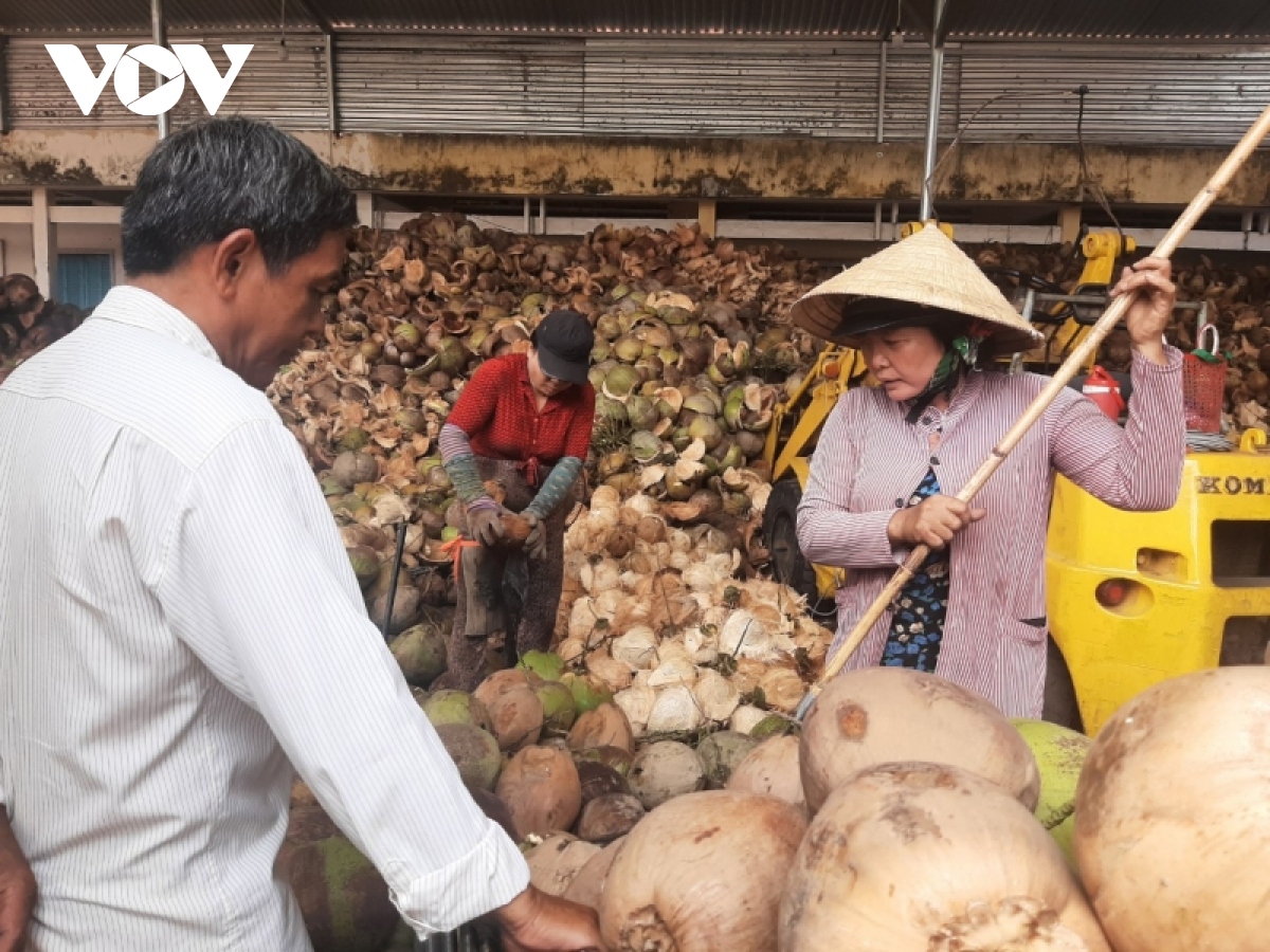 Doanh nghiệp mua dừa tại Bến Tre nỗ lực giải quyết khoản nợ đối với nhà vườn