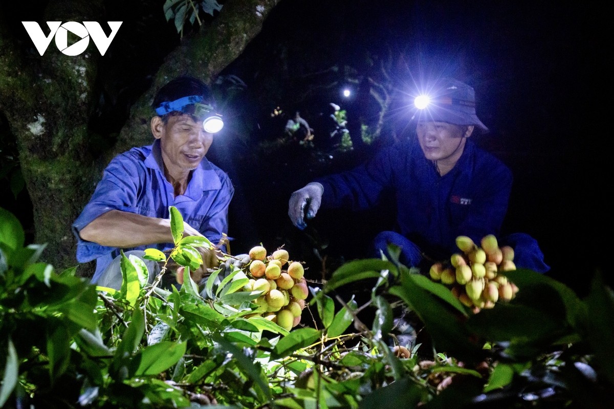 Nắng nóng, nông dân vùng vải Thanh Hà thắp đèn thu hoạch trong đêm