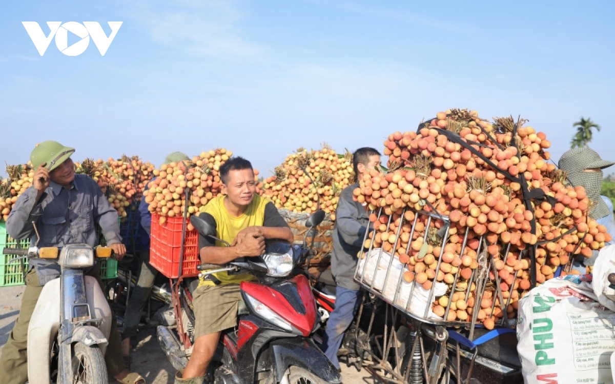 Vải thiều Hải Dương tiếp tục khẳng định thương hiệu tại các thị trường khó tính