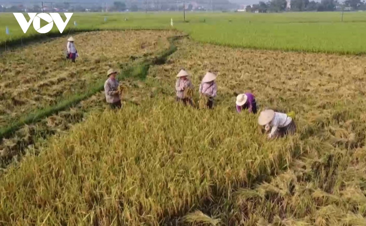 Bước tiến mới cho sản xuất lúa trên đất Phù Yên