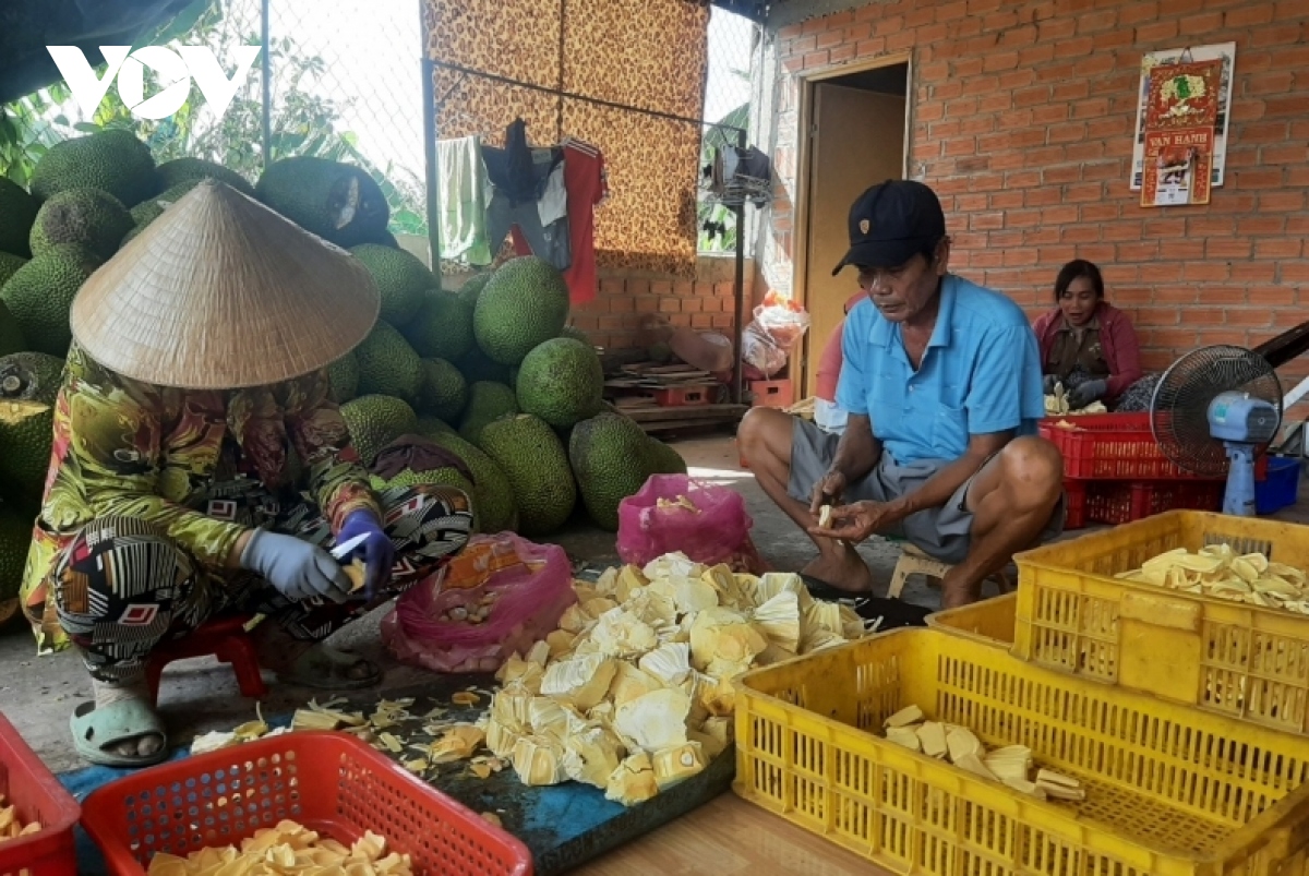 Giá mít giảm nhưng nhà vườn Tiền Giang vẫn có lãi