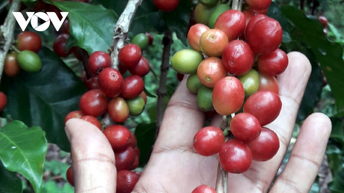 Giá cà phê hôm nay 14/10: Giá cà phê trong nước tăng 100 đồng/kg