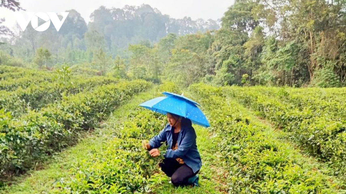 Cán bộ hội phụ nữ người Tày làm kinh tế giỏi