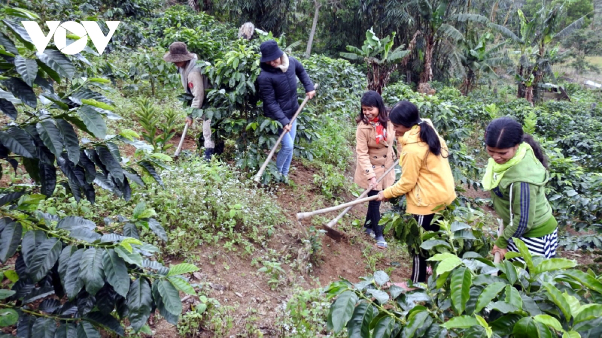 Giá cà phê hôm nay 25/7: Trong nước và thế giới đang ở mức cao