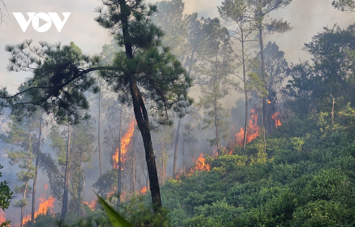 Cháy rừng thông ở Huế
