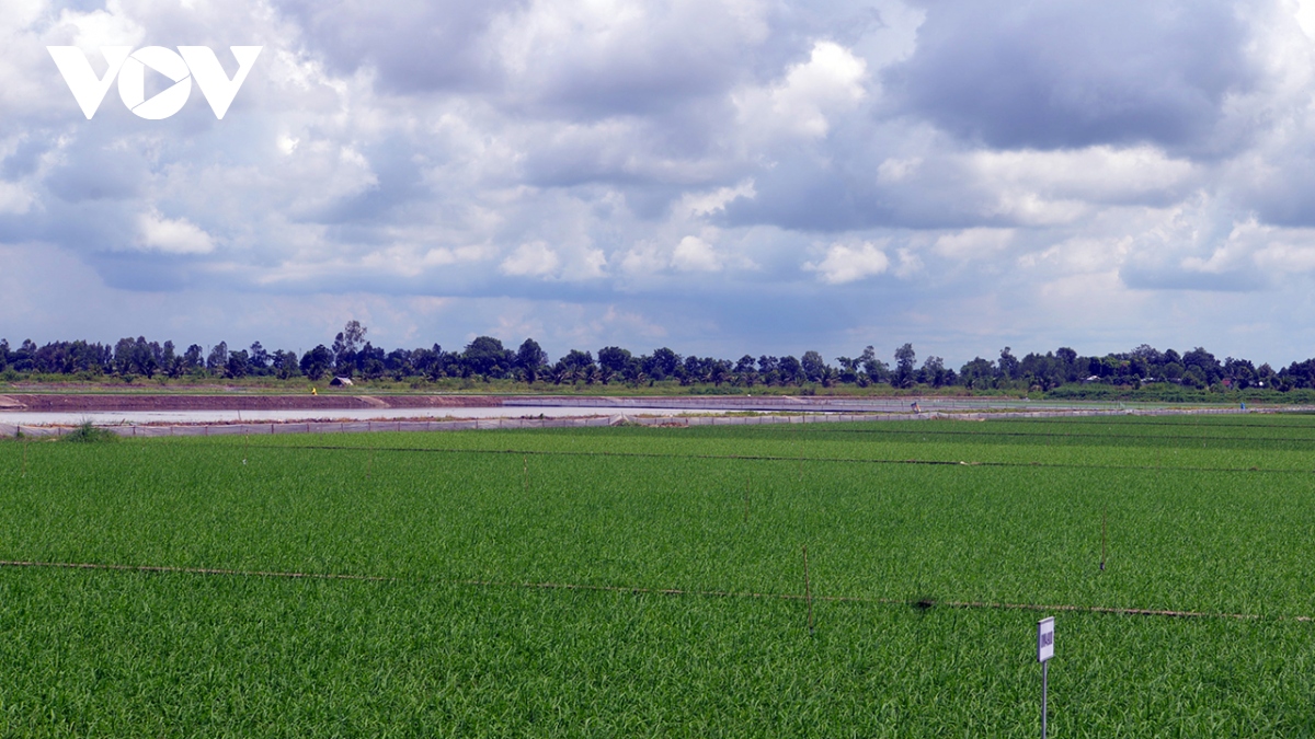 Tập trung phát triển nguyên liệu gạo vùng Tứ giác Long Xuyên
