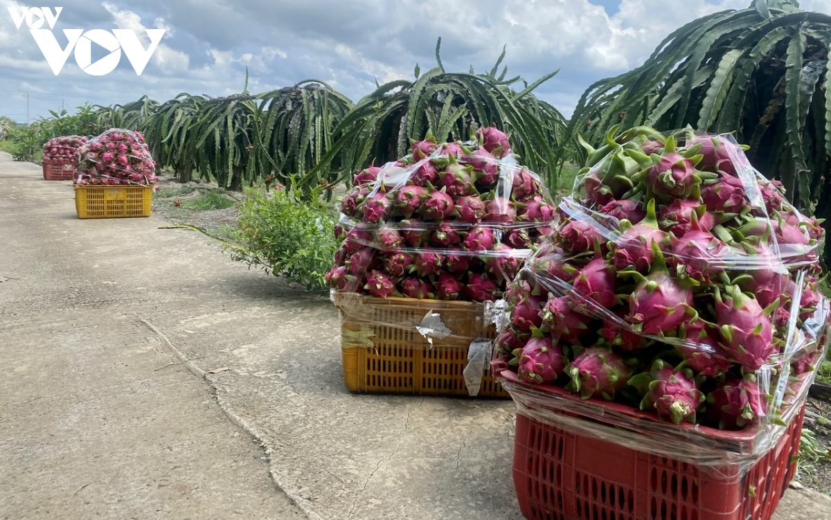 Bà Rịa-Vũng Tàu ổn định vùng trồng cây ăn trái để tránh bán đổ bán tháo