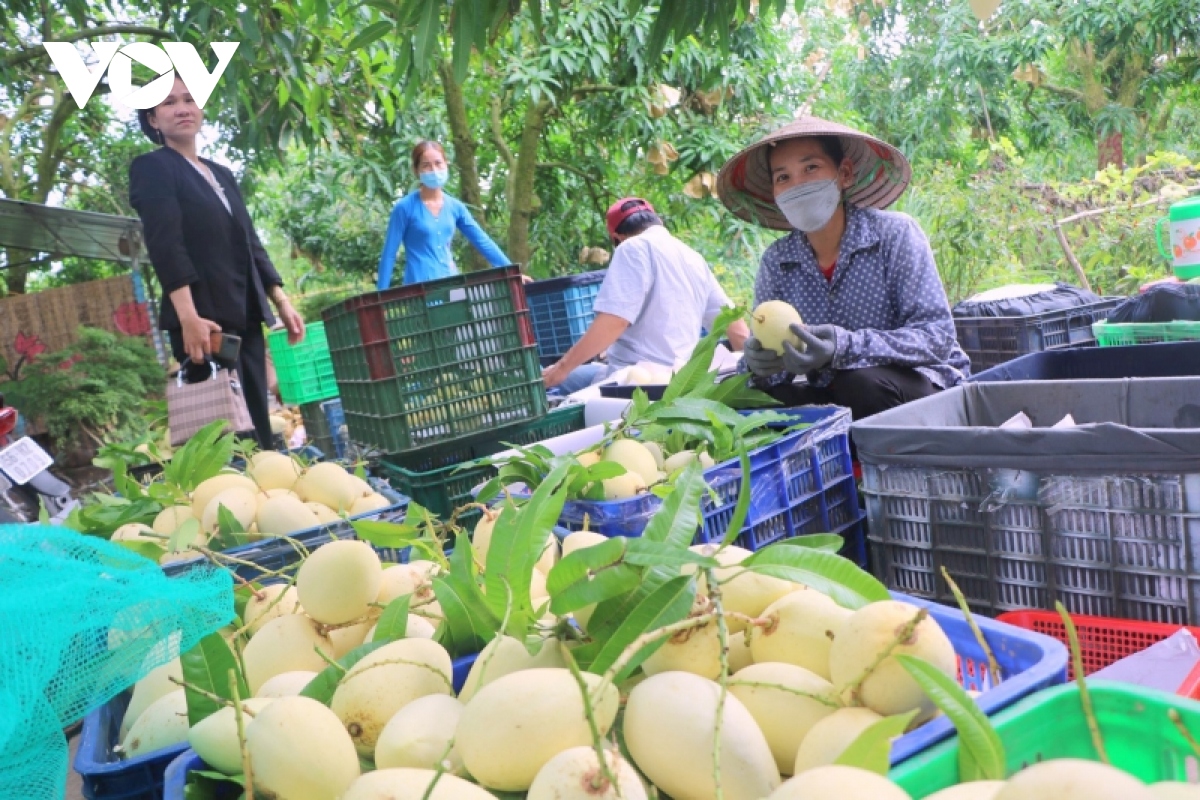 Đồng Tháp phấn đấu đến 2025 có trên 500 ha cây ăn trái trồng hữu cơ