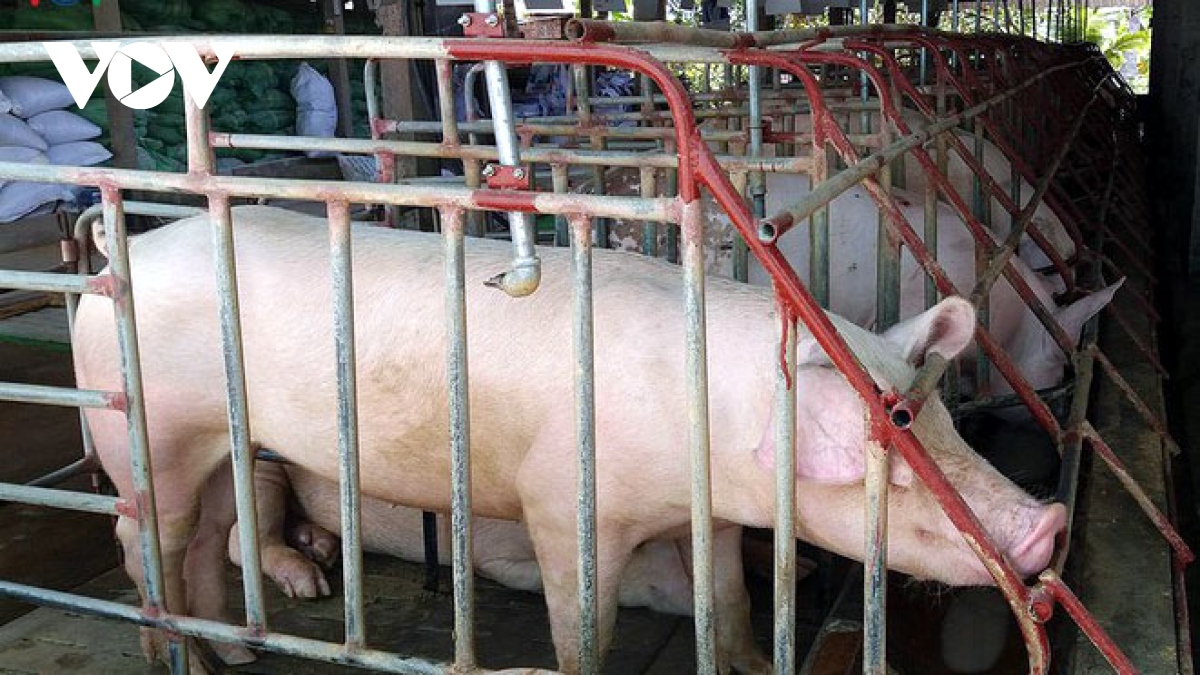 Giá lợn hơi đạt mức cao nhất trong 1 năm qua