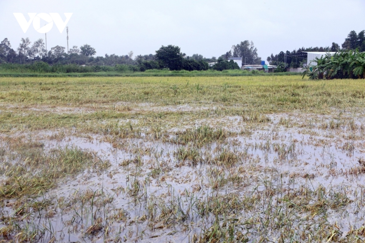 Mưa kéo dài, nhiều diện tích lúa Hè Thu sắp thu hoạch bị đổ ngã và ngập úng