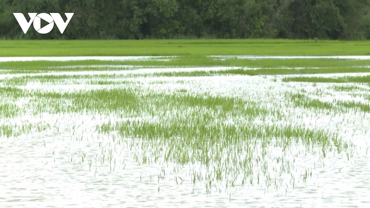 Mưa lớn làm ngập hàng trăm ha lúa và hoa màu ở Đắk Lắk