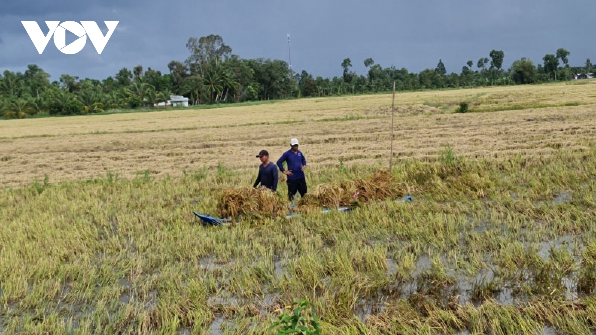 Đồng bằng sông Cửu Long mưa dầm, lốc xoáy tiếp tục gây nhiều thiệt hại
