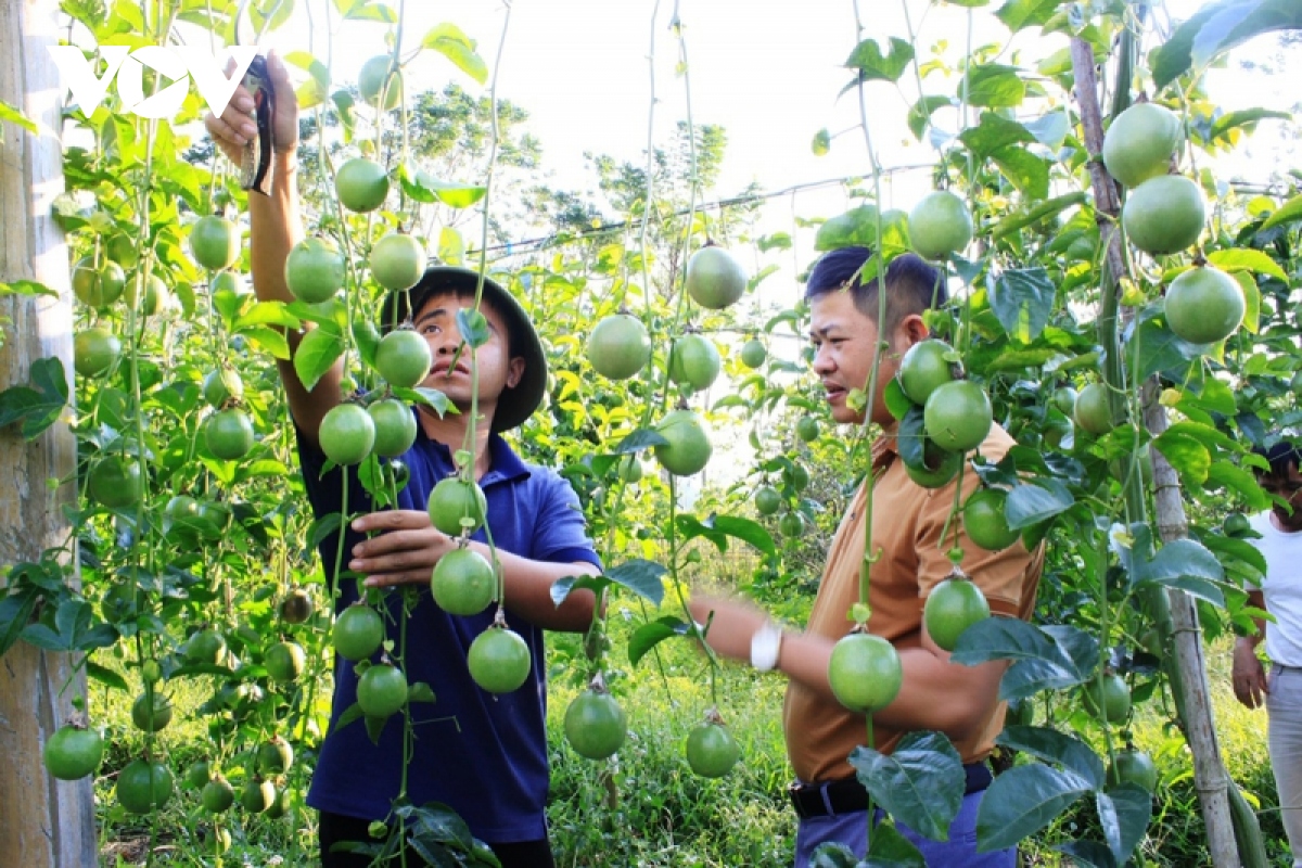 Lai Châu: Loại cây trồng thu nhập gấp 5 lần trồng ngô, lúa