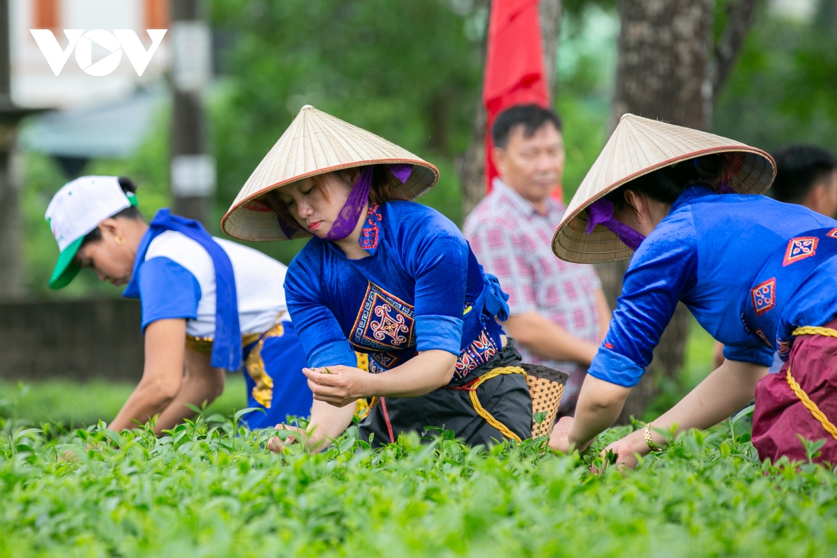 Tưng bừng cuộc thi hái chè tại ngày hội văn hóa du lịch trà Đường Hoa