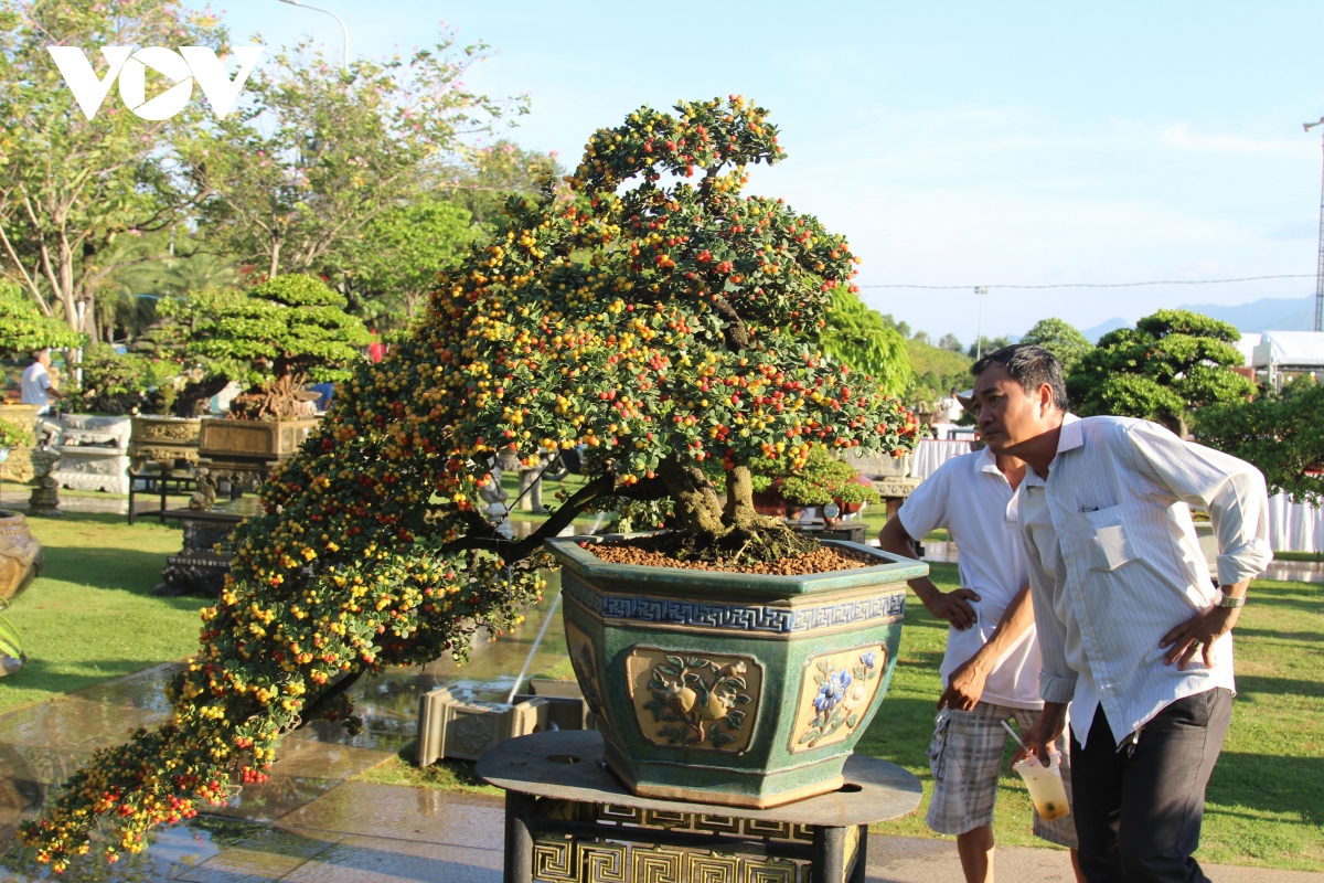 Mãn nhãn với dàn cây cảnh hội tụ tại Bình Định
