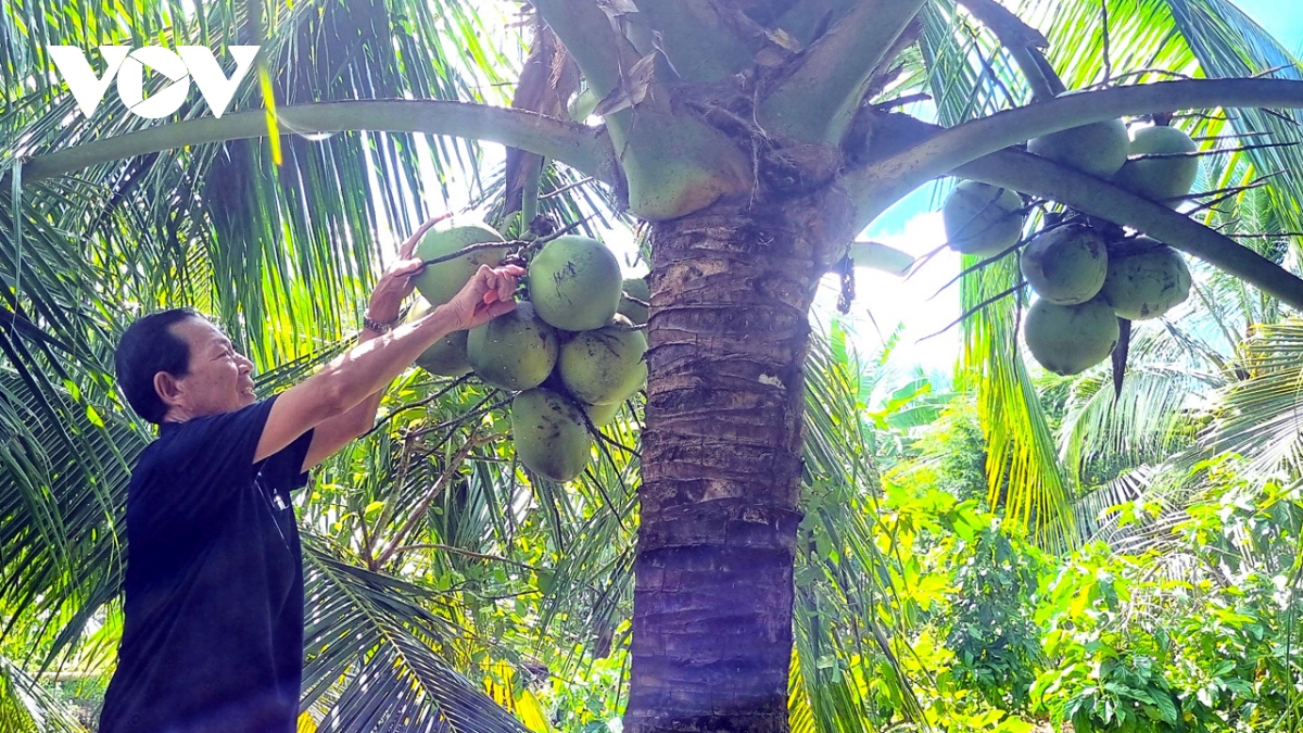 Lão nông trồng dừa lùn ở Cà Mau cho thu nhập cao