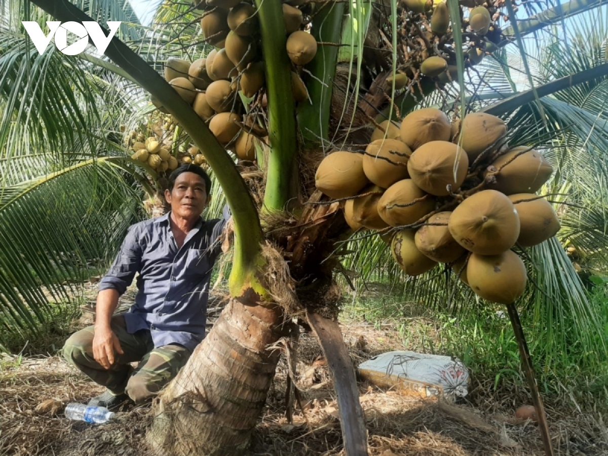 Doanh nghiệp và nhà vườn mong trái dừa tươi sớm xuất khẩu sang Trung Quốc