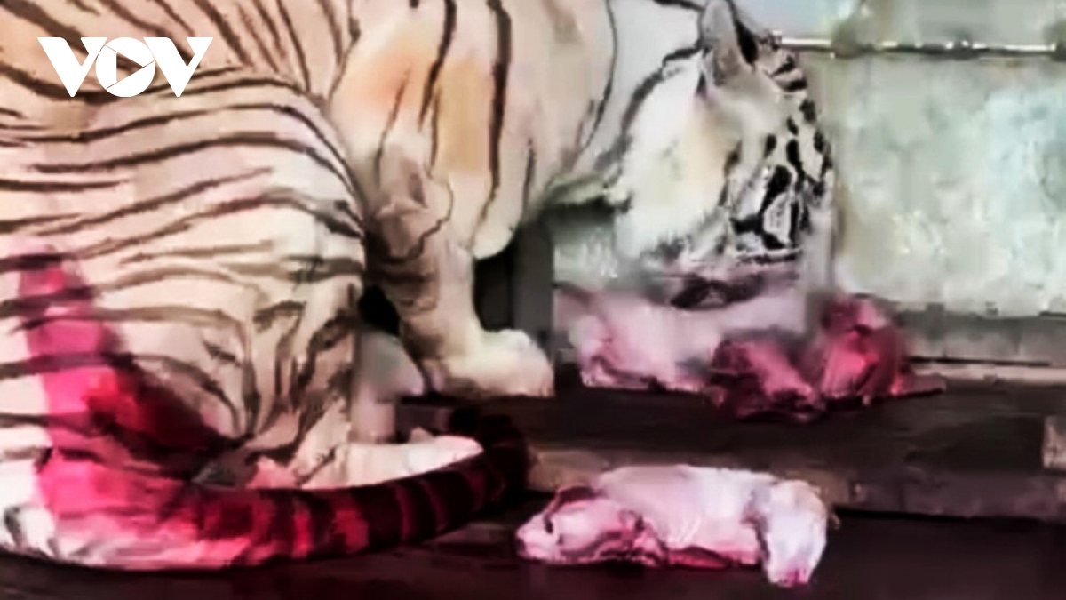 Hổ nuôi nhốt trong khu du lịch tại Đồng Nai sinh 7 hổ con