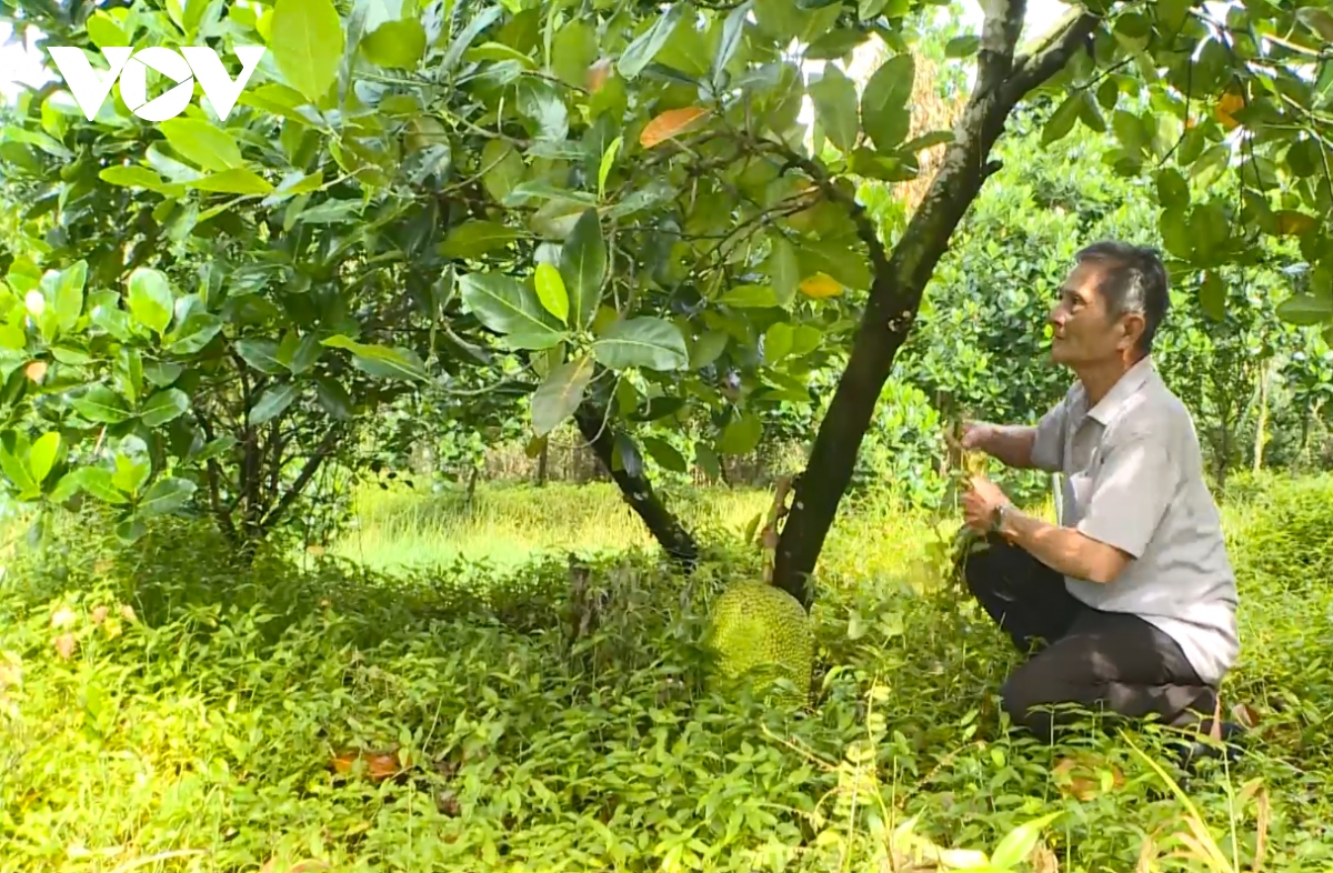 Lão nông ở U Minh làm giàu từ trồng mít xen măng cụt, kết hợp nuôi ốc