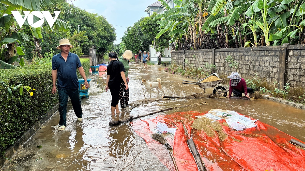 Mưa lớn bất ngờ, nông dân Quảng Bình bất lực nhìn lúa đang phơi bị cuốn trôi