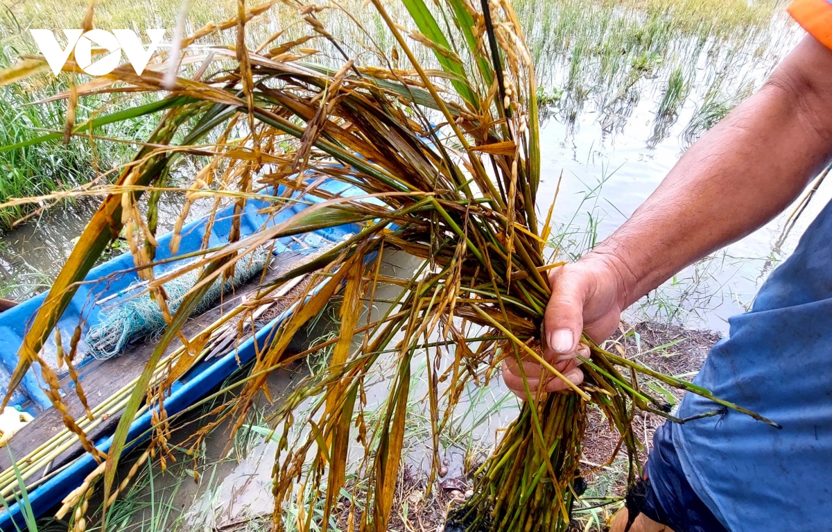 Mưa lớn tại Cà Mau làm thiệt hại nhiều diện tích lúa hè thu