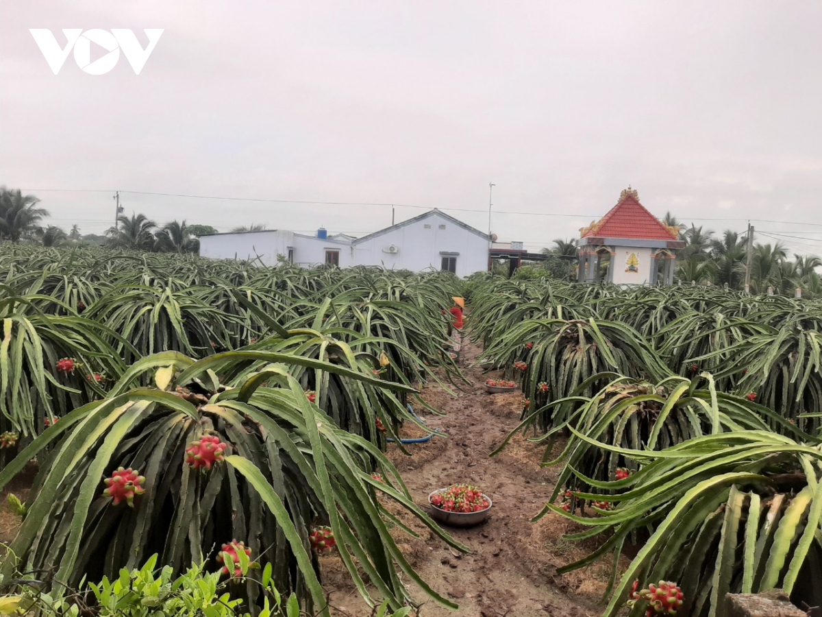 Tiền Giang có hơn 20.300 ha vườn cây ăn trái có mã số vùng trồng để xuất khẩu